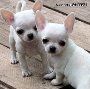 CHIHUAHUA ΚΟΥΤΑΒΑΚΙΑ