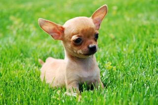 CHIHUAHUA ΚΟΥΤΑΒΑΚΙΑ-thumb-2