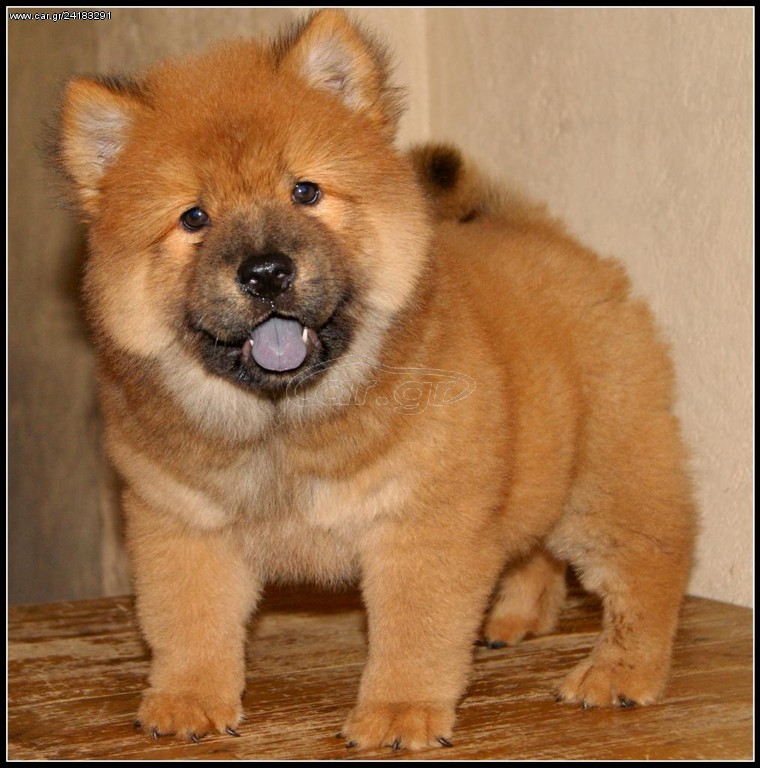 CHOW CHOW ΚΑΦΕ ΚΟΥΤΑΒΑΚΙΑ