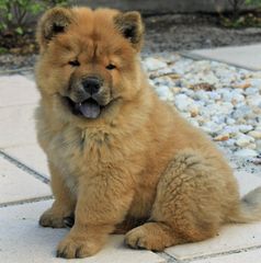 CHOW CHOW ΚΑΦΕ ΚΟΥΤΑΒΑΚΙΑ-thumb-1