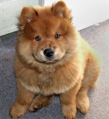 CHOW CHOW ΚΑΦΕ ΚΟΥΤΑΒΑΚΙΑ-thumb-2