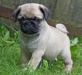 PUG ΠΑΓΚ ΚΟΥΤΑΒΑΚΙΑ-thumb-2