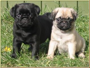 PUG ΠΑΓΚ ΚΟΥΤΑΒΑΚΙΑ-thumb-1
