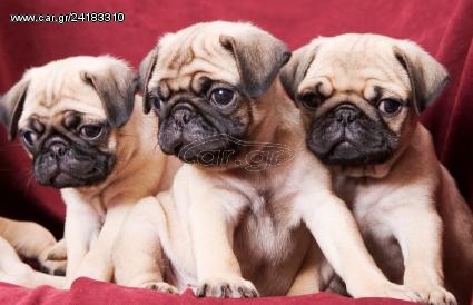 PUG ΠΑΓΚ ΚΟΥΤΑΒΑΚΙΑ