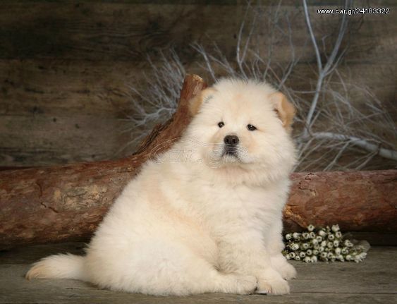 CHOW CHOW ΛΕΥΚΑ ΚΟΥΤΑΒΑΚΙΑ