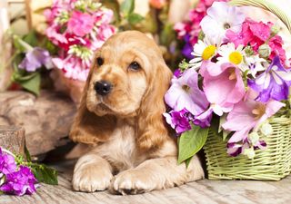 COCKER SPANIEL ΚΟΥΤΑΒΑΚΙΑ-thumb-1