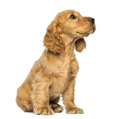 COCKER SPANIEL ΚΟΥΤΑΒΑΚΙΑ-thumb-2