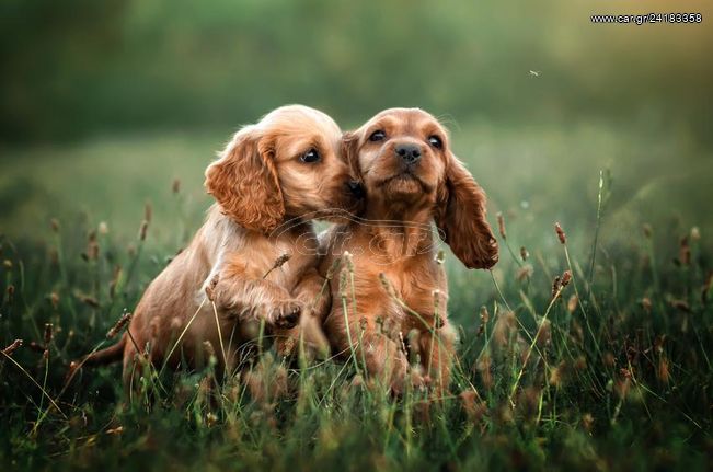 COCKER SPANIEL ΚΟΥΤΑΒΑΚΙΑ