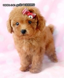 POODLE ΚΑΝΙΣ ΚΟΥΤΑΒΑΚΙΑ ΚΑΦΈ ΑΜΕΣΑ ΔΙΑΘΈΣΙΜΑ!