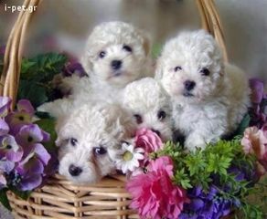 POODLE ΚΑΝΙΣ ΚΟΥΤΑΒΑΚΙΑ ΚΑΦΈ ΑΜΕΣΑ ΔΙΑΘΈΣΙΜΑ!-thumb-1