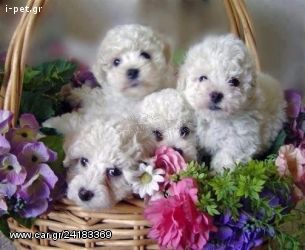 POODLE ΚΑΝΙΣ ΚΟΥΤΑΒΑΚΙΑ ΛΕΥΚΑ ΚΑΙ ΚΑΦΕ ΑΜΕΣΑ ΔΙΑΘΈΣΙΜΑ!-thumb-1