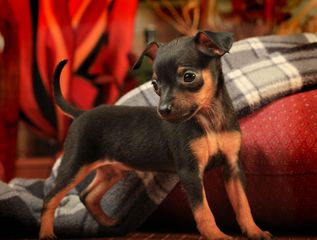 PINSCHER ΠΙΝΣΕΡ ΚΟΥΤΑΒΑΚΙΑ-thumb-1