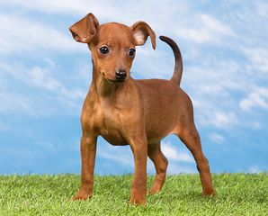 PINSCHER ΠΙΝΣΕΡ ΚΟΥΤΑΒΑΚΙΑ-thumb-2