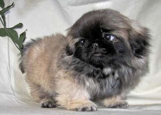 PEKINGESE ΠΕΚΙΝΟΥΑ ΚΟΥΤΑΒΑΚΙΑ-thumb-1