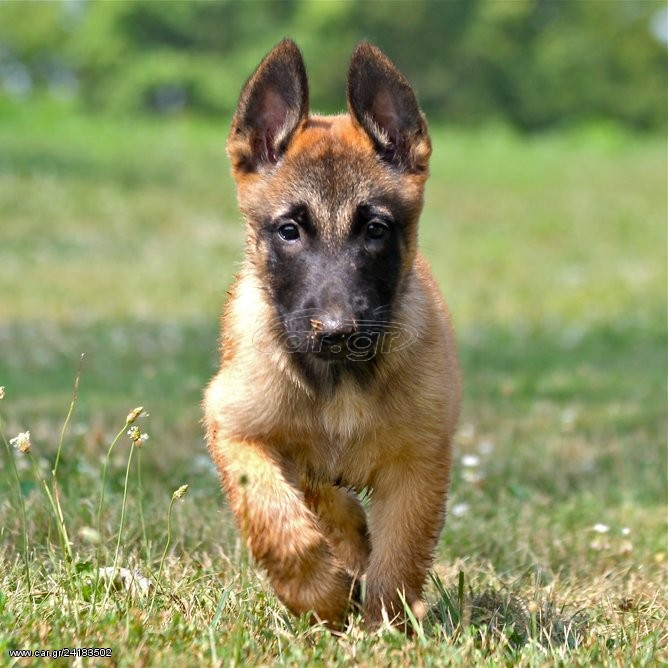 MALINOIS ΜΑΛΙΝΟΥΑ ΚΟΥΤΑΒΑΚΙΑ