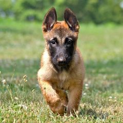 MALINOIS ΜΑΛΙΝΟΥΑ ΚΟΥΤΑΒΑΚΙΑ