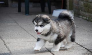 MALAMUTE ΚΟΥΤΑΒΑΚΙΑ-thumb-1