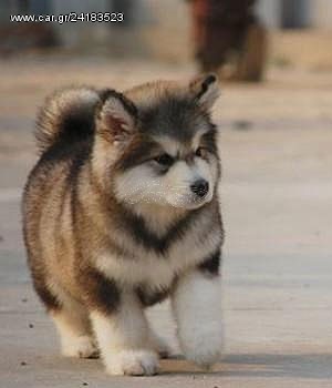 MALAMUTE ΚΟΥΤΑΒΑΚΙΑ