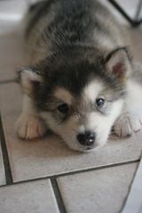 MALAMUTE ΚΟΥΤΑΒΑΚΙΑ-thumb-2