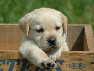 LABRADOR ΜΠΕΖ,ΧΡΎΣΑ ΚΑΙ ΜΑΥΡΑ ΚΟΥΤΑΒΑΚΙΑ-thumb-1