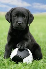 LABRADOR ΜΠΕΖ,ΧΡΎΣΑ ΚΑΙ ΜΑΥΡΑ ΚΟΥΤΑΒΑΚΙΑ-thumb-2
