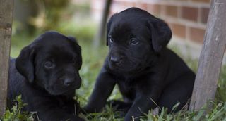 LABRADOR ΜΠΕΖ,ΧΡΎΣΑ ΚΑΙ ΜΑΥΡΑ ΚΟΥΤΑΒΑΚΙΑ-thumb-3