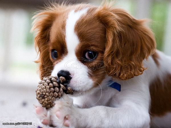 CAVALIER KING CHARLES ΚΟΥΤΑΒΑΚΙΑ ΑΜΕΣΑ ΔΙΑΘΈΣΙΜΑ!