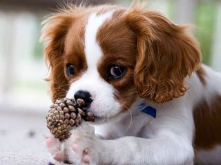 CAVALIER KING CHARLES ΚΟΥΤΑΒΑΚΙΑ 