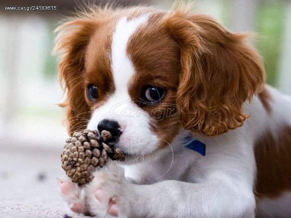CAVALIER KING CHARLES ΚΟΥΤΑΒΑΚΙΑ
