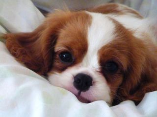 CAVALIER KING CHARLES ΚΟΥΤΑΒΑΚΙΑ ΑΜΕΣΑ ΔΙΑΘΈΣΙΜΑ!-thumb-1