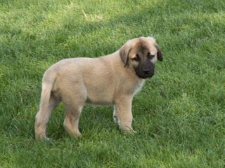 KANGAL ΚΟΥΤΑΒΑΚΙΑ-thumb-1