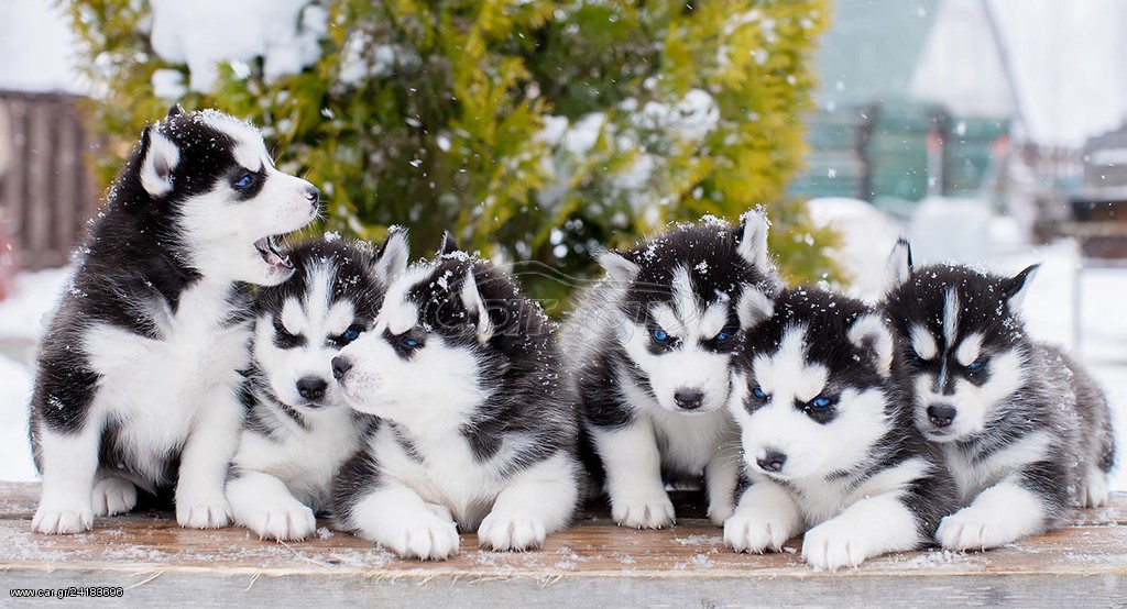 HUSKY ΚΟΥΤΑΒΑΚΙΑ ΑΜΕΣΑ ΔΙΑΘΈΣΙΜΑ!
