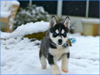HUSKY ΚΟΥΤΑΒΑΚΙΑ ΑΜΕΣΑ ΔΙΑΘΈΣΙΜΑ!-thumb-2