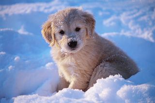 GOLDEN RETRIEVER ΚΟΥΤΑΒΑΚΙΑ-thumb-2