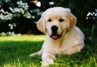 GOLDEN RETRIEVER ΚΟΥΤΑΒΑΚΙΑ-thumb-3