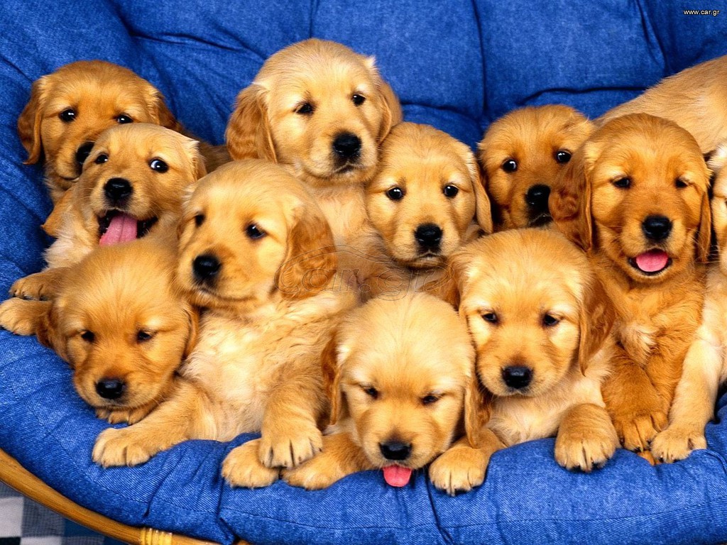 GOLDEN RETRIEVER ΚΟΥΤΑΒΑΚΙΑ