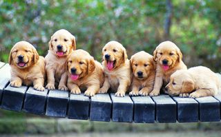 GOLDEN RETRIEVER ΚΟΥΤΑΒΑΚΙΑ-thumb-4
