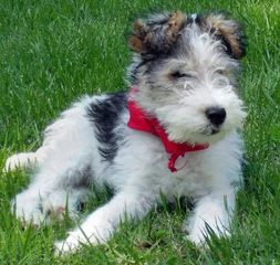 FOX TERRIER ΚΟΥΤΑΒΑΚΙΑ