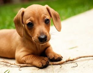 DACHSHUND ΚΟΥΤΑΒΑΚΙΑ-thumb-1