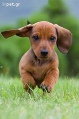 DACHSHUND ΚΟΥΤΑΒΑΚΙΑ-thumb-2