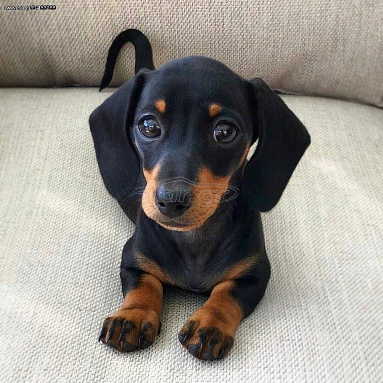 DACHSHUND ΚΟΥΤΑΒΑΚΙΑ