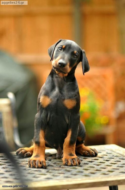 DOBERMAN ΚΟΥΤΑΒΑΚΙΑ