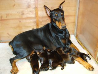 DOBERMAN ΚΟΥΤΑΒΑΚΙΑ-thumb-1