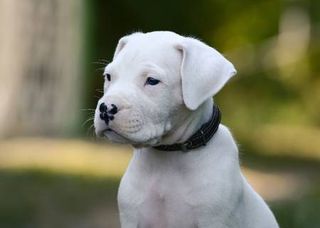 DOGO ARGENTINO ΚΟΥΤΑΒΑΚΙΑ-thumb-1