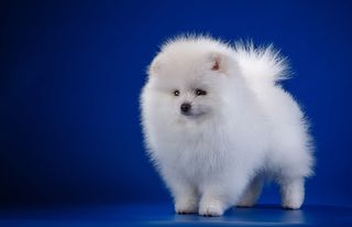 POMERANIAN SPITZ ΚΟΥΤΑΒΑΚΙΑ 