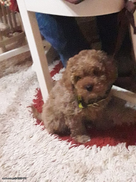 Poodle toy mini Caniche ΚΑΝΙΣ ΜΙΝΙ’