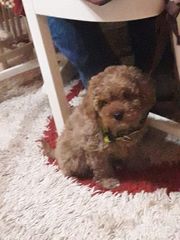 Poodle toy mini Caniche ΚΑΝΙΣ ΜΙΝΙ’