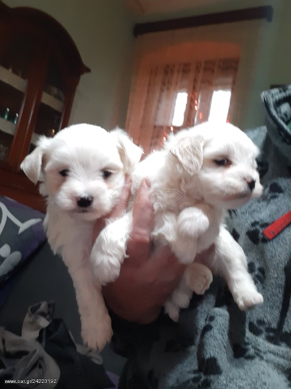 Maltese puppies ΜΑΛΤΕΖ