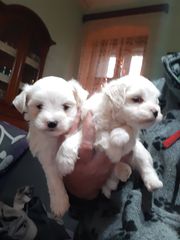 Maltese puppies ΜΑΛΤΕΖ