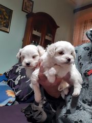 Maltese puppies ΜΑΛΤΕΖ-thumb-1